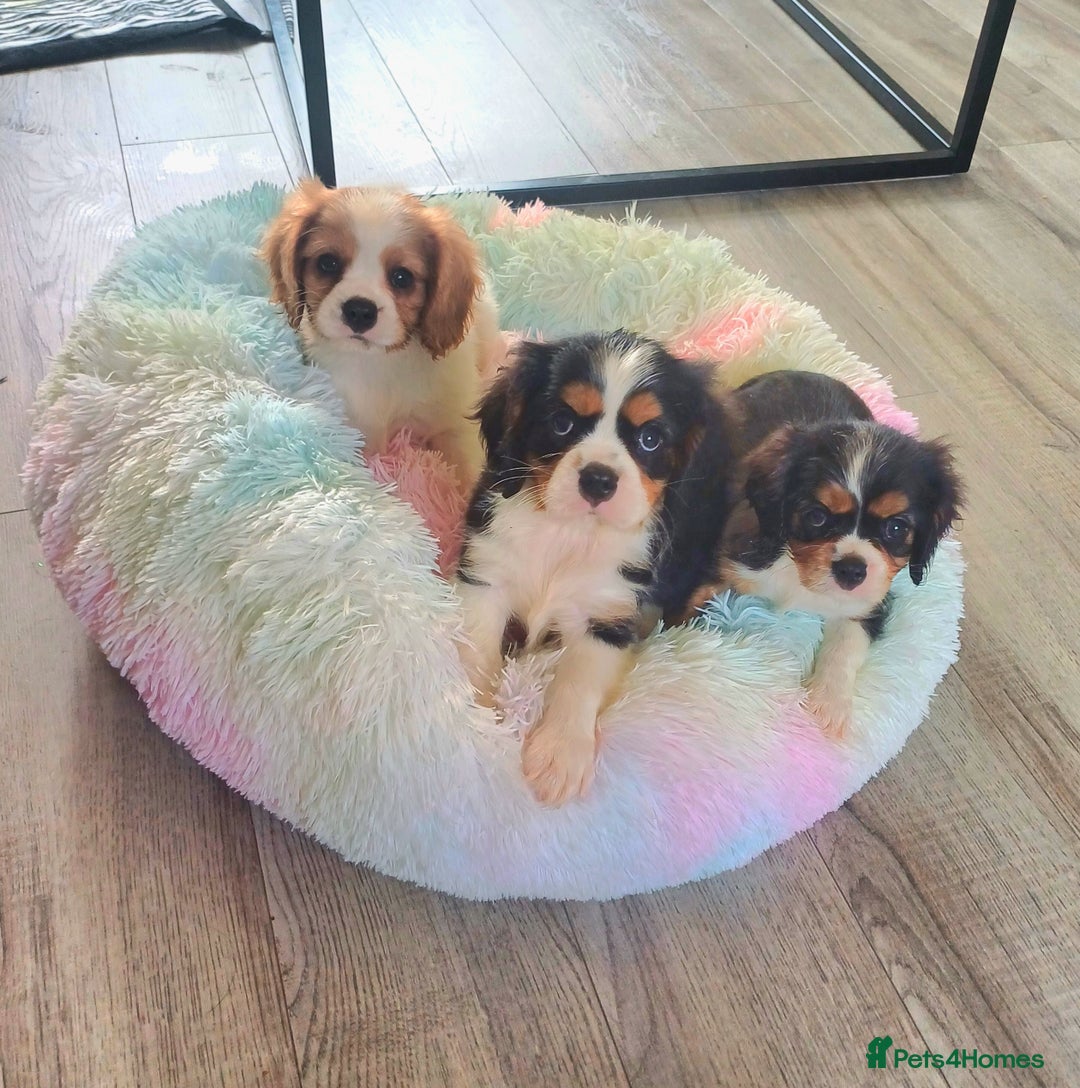 Cavalier King Charles Spaniel dogs for sale: Beautiful quality kc registered cavalier puppies  - Image 5