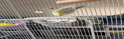 Budgerigars birds for sale: Female budgie with essentials included in Maidstone - Advert 3