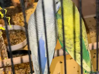Budgerigars birds Bonded pair of budgies boys - Advert 6