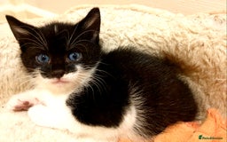 Mixed Breed cats for sale: Adorable trio of kittens  - Image 31