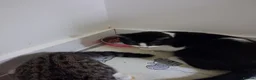 Domestic Shorthair cats for sale: Female cat - Advert 3