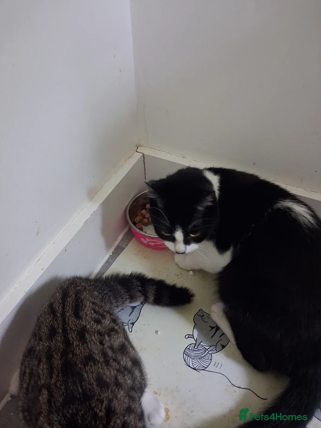 Domestic Shorthair cats for sale: Female cat - Advert 3