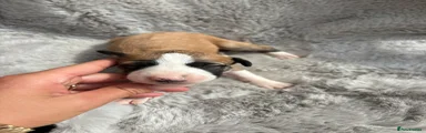 Lurcher 3