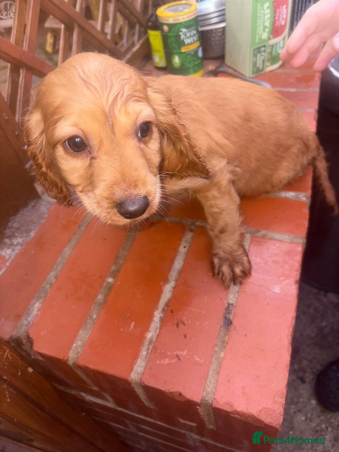 Cockapoo dogs for sale: 3 girl cockerspaniel/cockapoo pups left  - Image 2