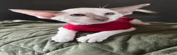 Siamese cats for sale: Pedigree GCCF Siamese kittens  in Knottingley - Advert 10