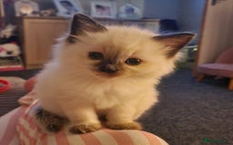 Ragdoll cats for sale: Ragdoll kittens  - Advert 3