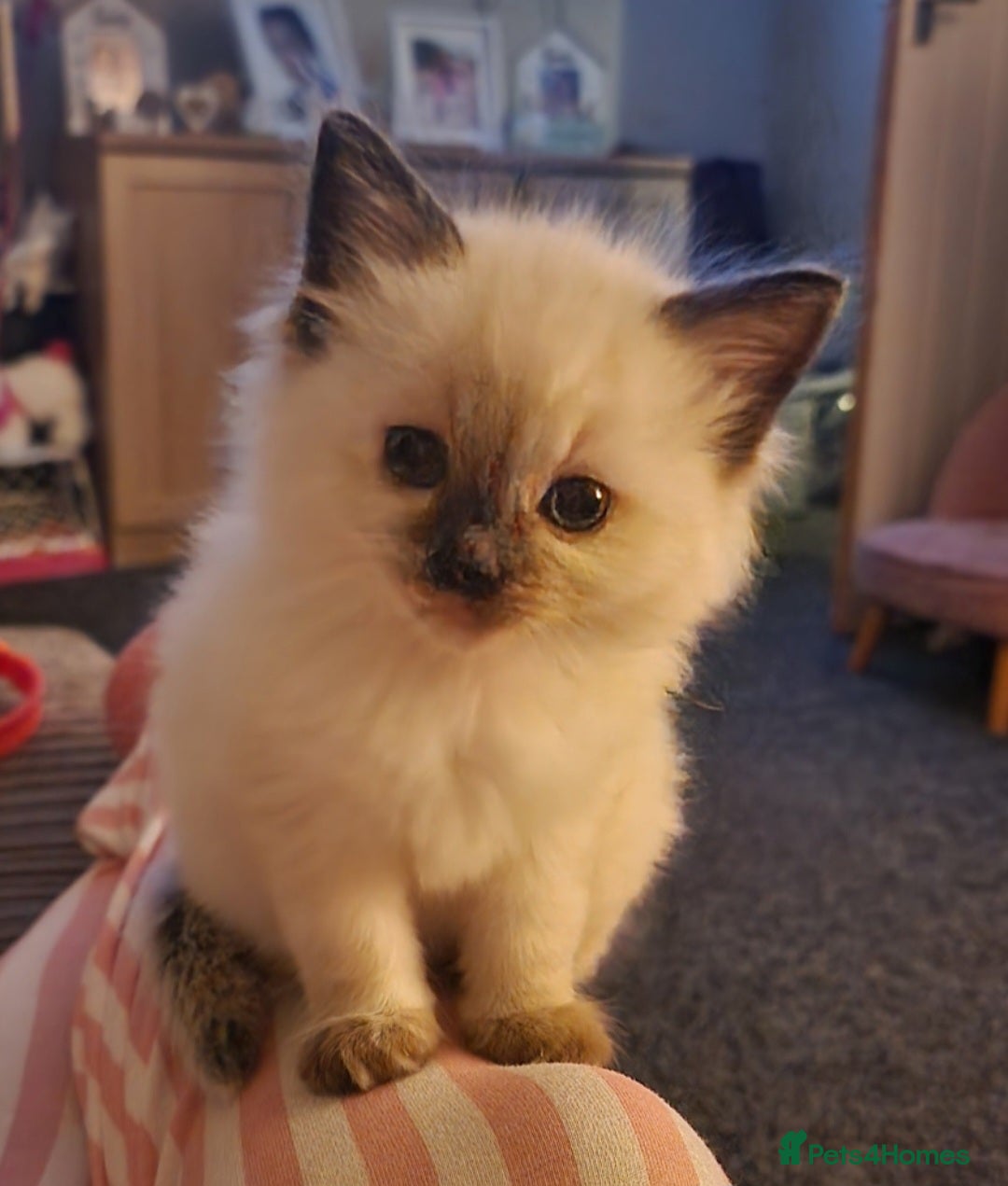 Ragdoll cats for sale: Ragdoll kittens  - Advert 3