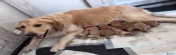 Golden Retriever dogs for sale: BEAUTIFUL GOLDEN RETRIEVER PUPPIES 🐾 in Hull - Advert 6