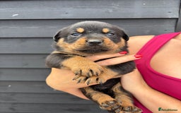 Rottweiler dogs for sale: Rottweiler puppies for sale. - Image 10