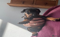 Dobermann dogs for sale:  European Doberman puppies. in Torquay - Image 34