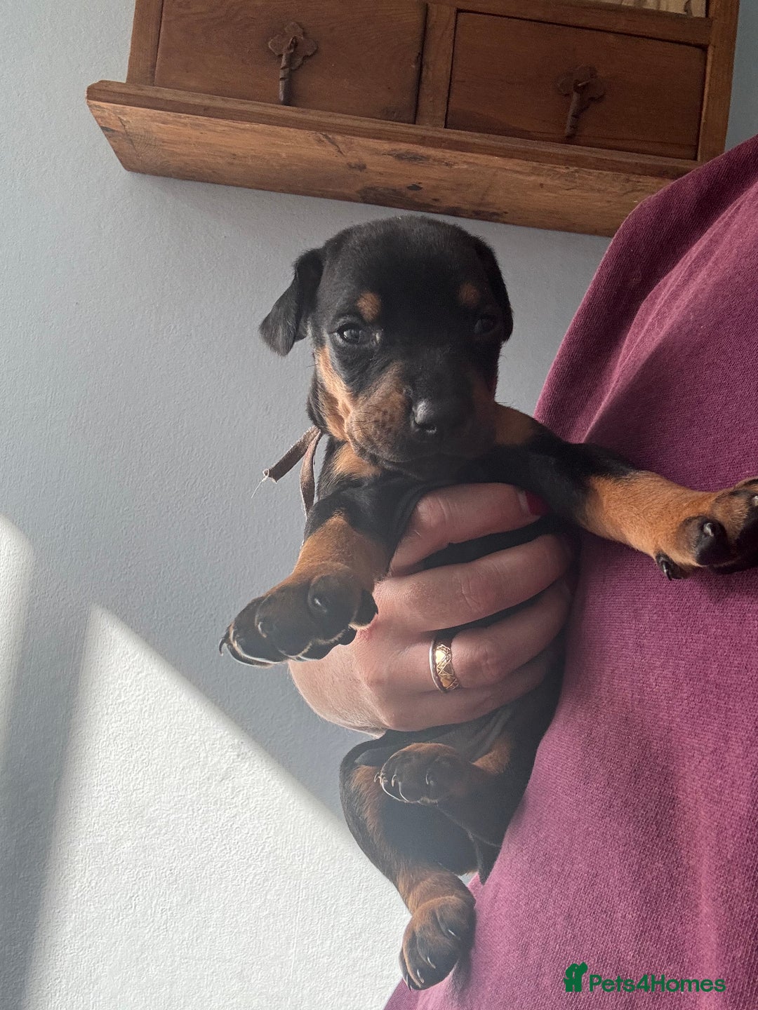 Dobermann dogs for sale:  European Doberman puppies. in Torquay - Image 34