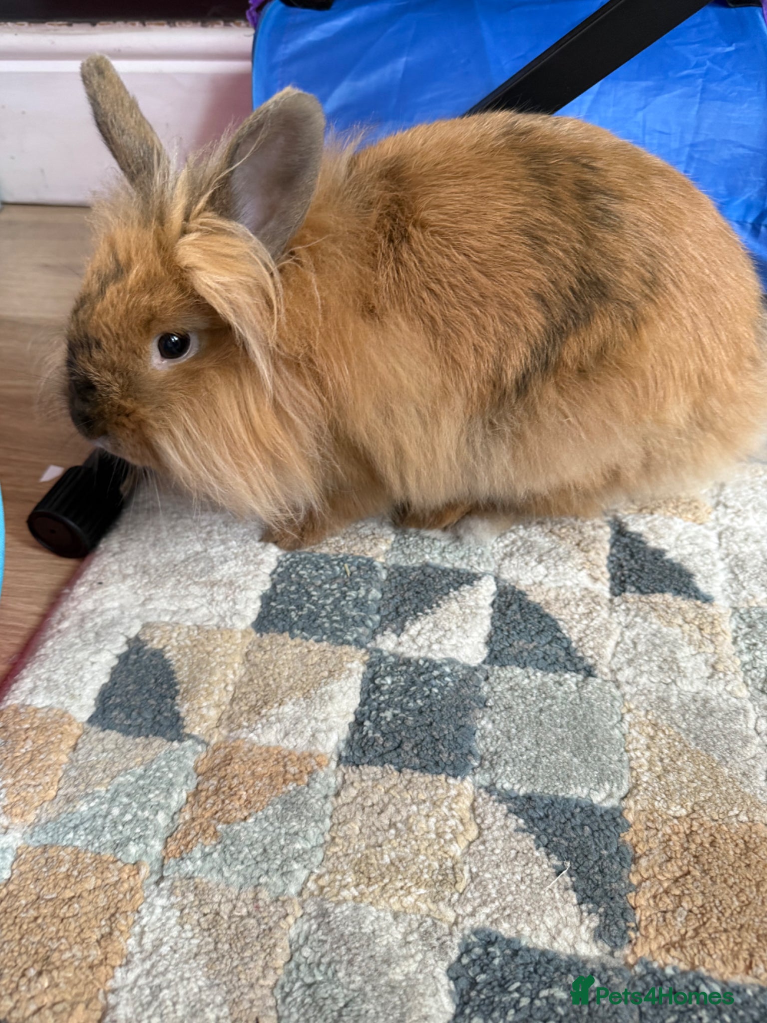 Mixed Breed rabbits for sale: Lionhead and Miniloop  in Saint Helens - Advert 2