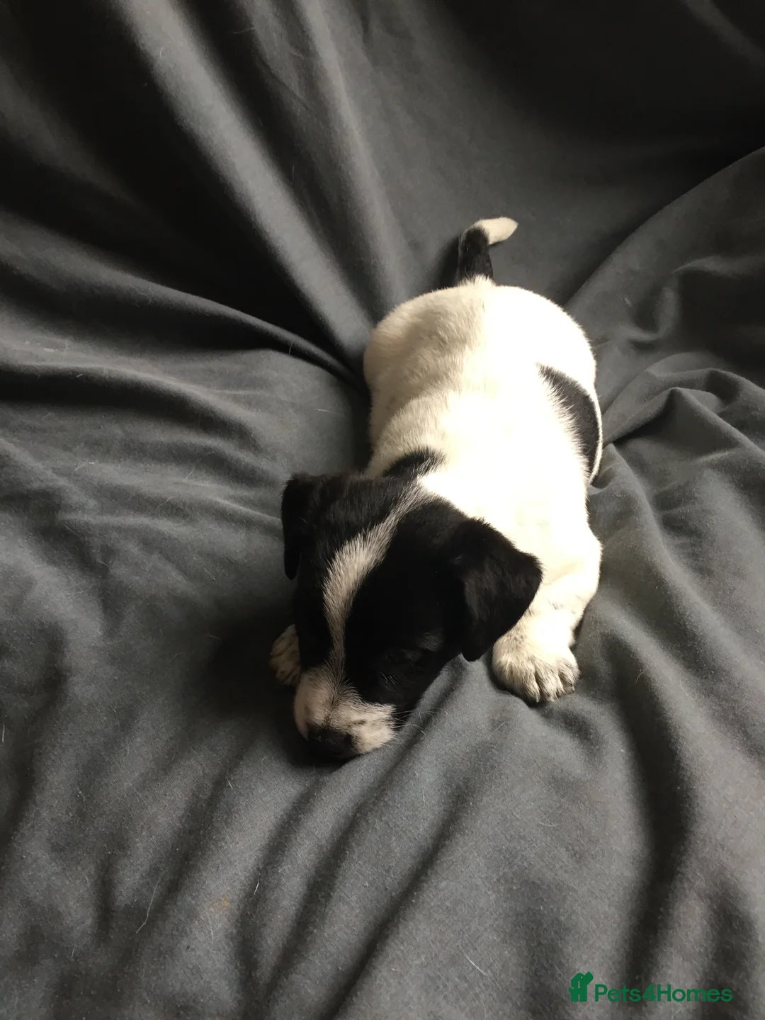 Jack Russell dogs for sale: Jack Russell Puppy - Girl - Advert 8