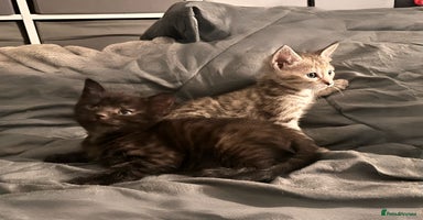 Savannah cats - Advert 14