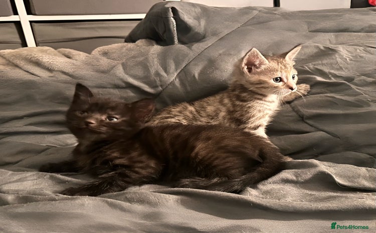 Savannah cats - Advert 3