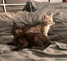 Savannah cats - Advert 4