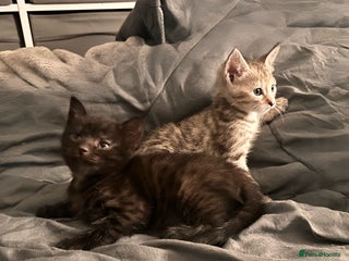 Savannah cats - Advert 12