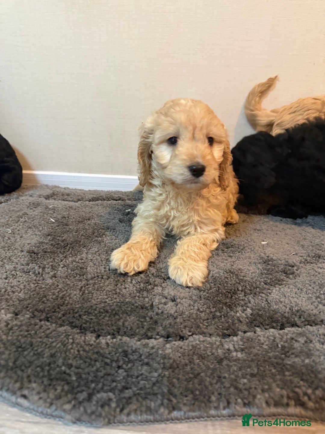Cockapoo dogs for sale: Cockapoo puppies - Advert 26