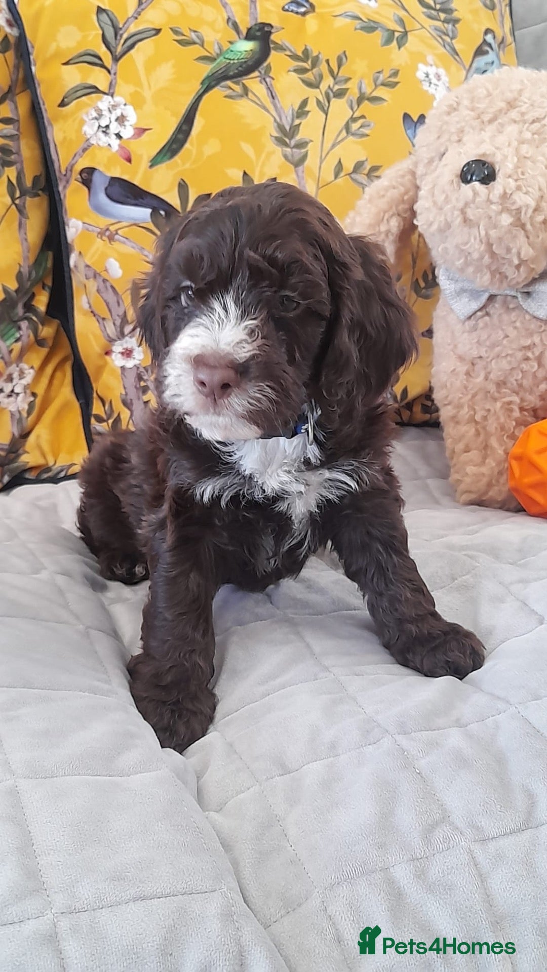 Cockapoo dogs Exceptional F1 cockapoo puppies  - Advert 2