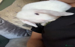 Mini Lop rabbits for sale: Bonded male rabbits - Advert 5