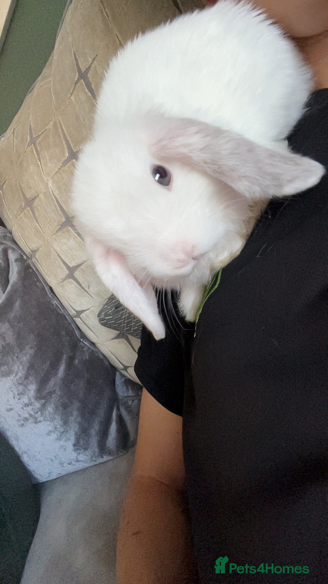 Mini Lop rabbits for sale: Bonded male rabbits - Advert 5