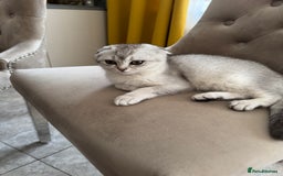 Scottish Fold cats for sale: Adorable Pure Scottish Fold Chinchilla Kittens in South Ockendon - Image 30