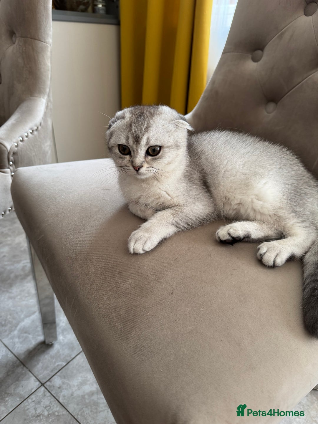 Scottish Fold cats for sale: Adorable Pure Scottish Fold Chinchilla Kittens in South Ockendon - Image 30