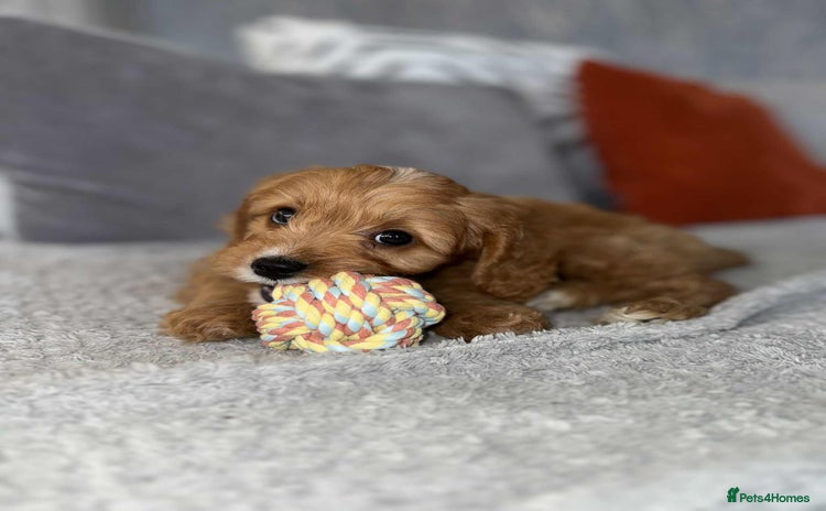 Cavapoo dogs - Advert 2