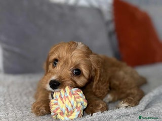 Cavapoo dogs - Advert 1