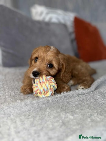 Cavapoo dogs - Advert 1