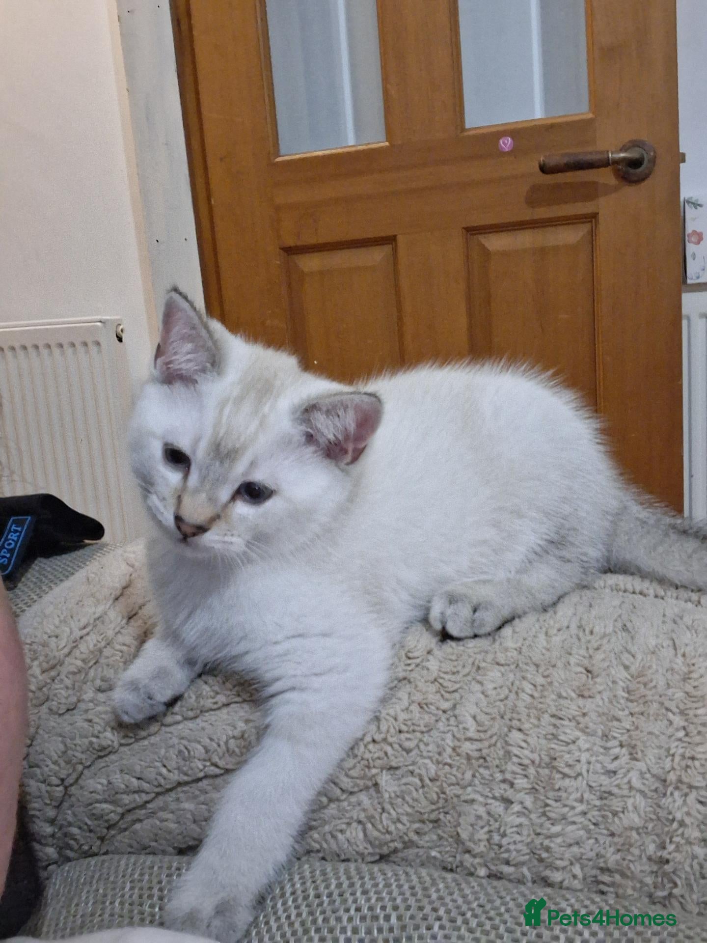 Scottish Fold cats for sale: Two beautiful Scottish Fold kittens - Advert 17