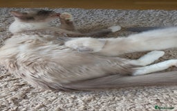 Ragdoll cats for sale: 4 stunning ragdoll kittens left - Image 27