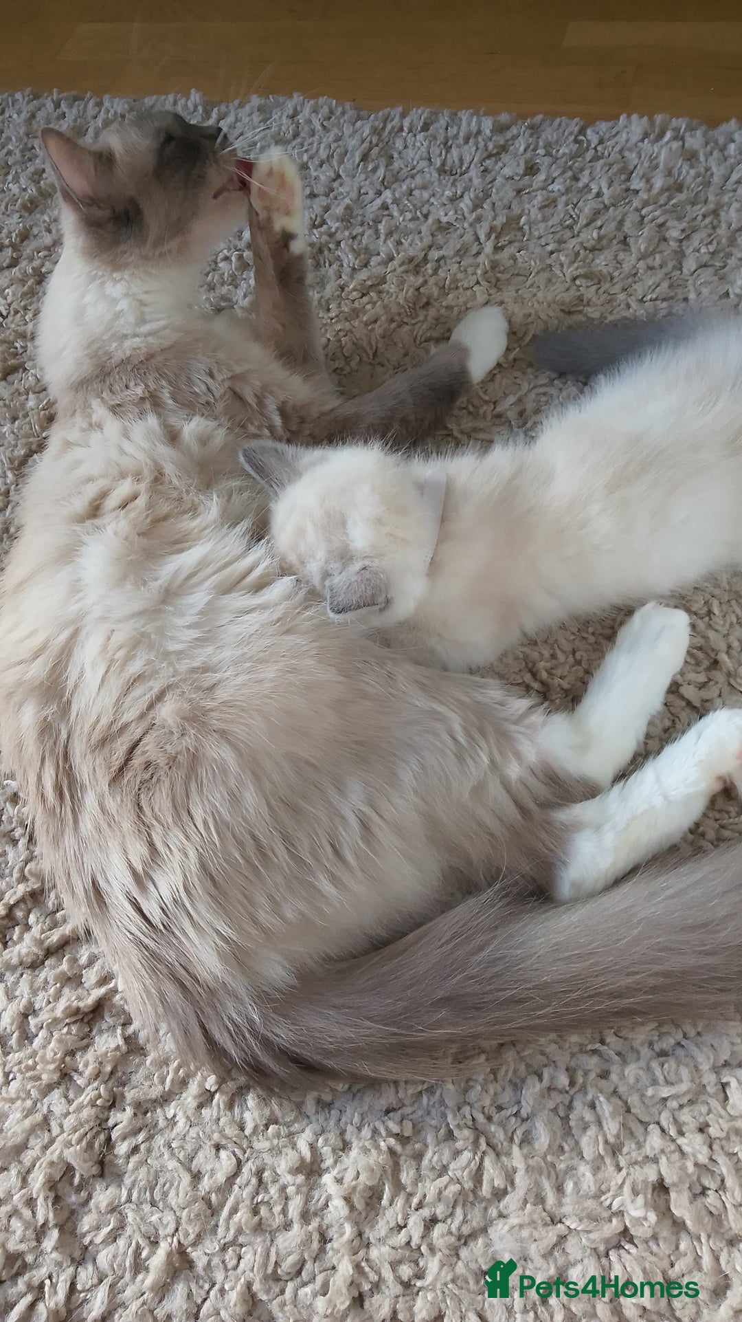 Ragdoll cats for sale: 4 stunning ragdoll kittens left - Image 27