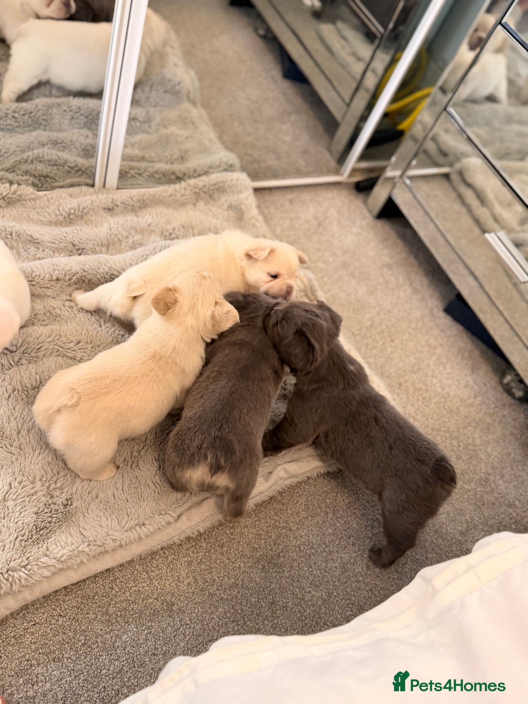 French Bulldog dogs for sale: Full visual outstanding fluffy frenchies - Advert 23