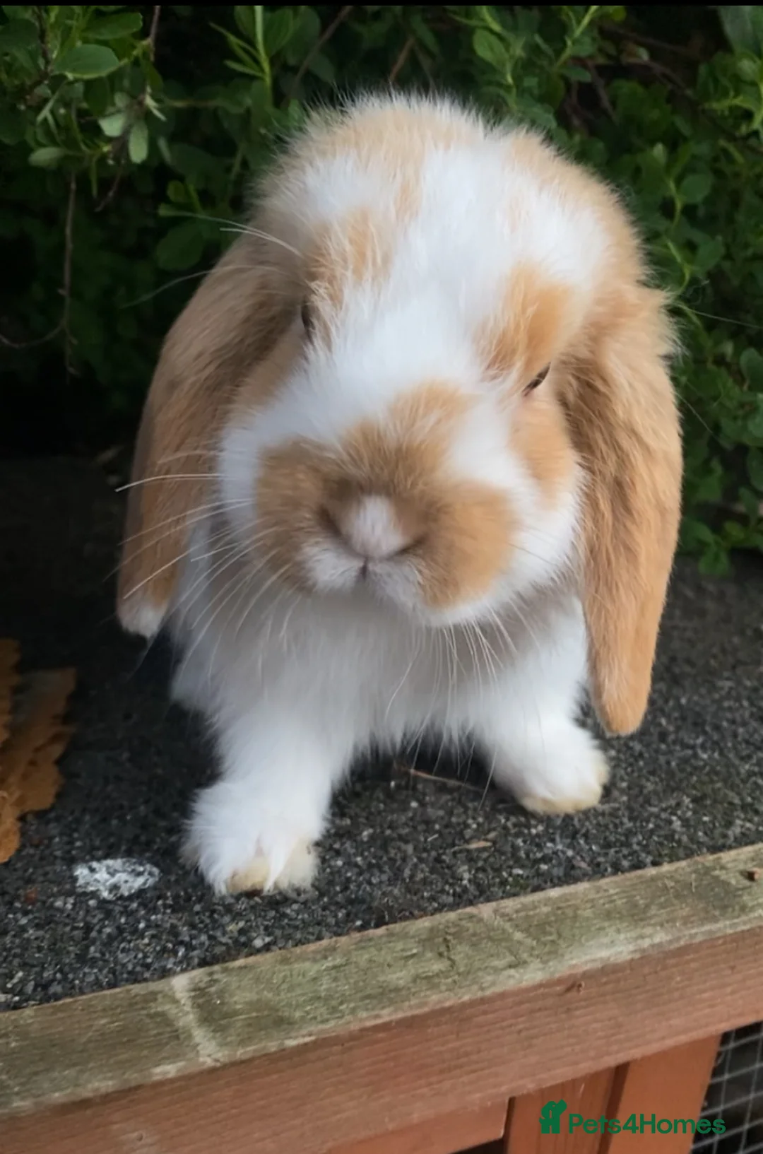 Mini Lop rabbits for sale: Mini Lop baby bunnies  - Advert 1