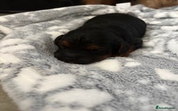 Jackapoo dogs for sale: Beautiful litter of 6 F1B Jackapoos - Image 13