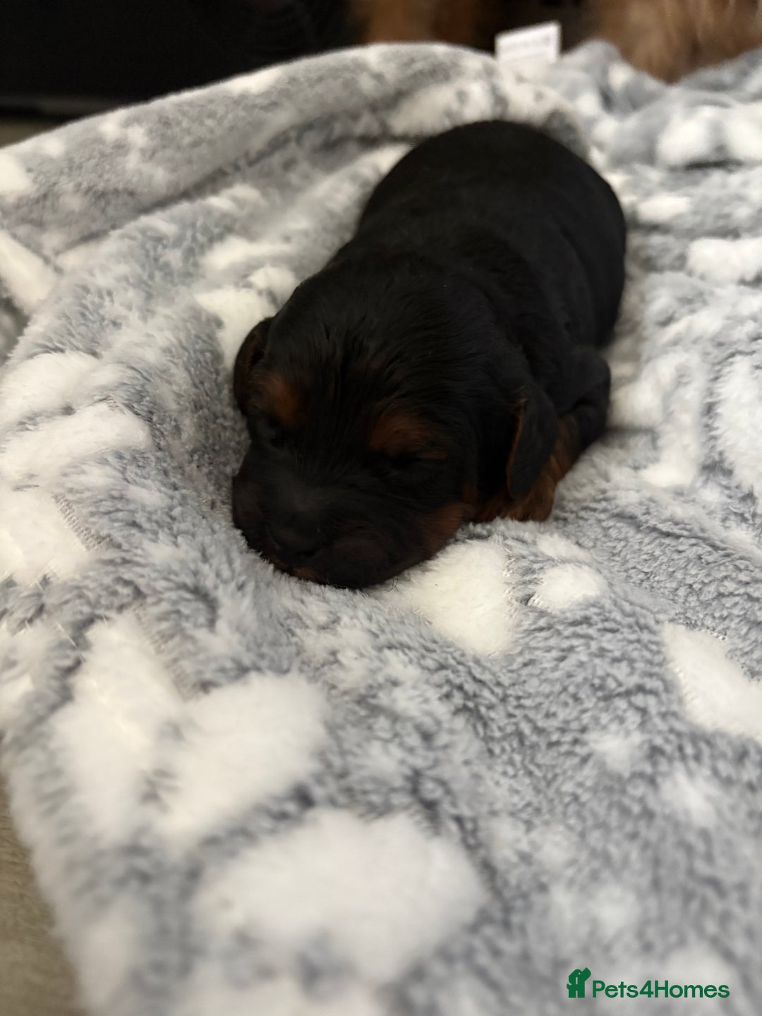 Jackapoo dogs for sale: Beautiful litter of 6 F1B Jackapoos - Image 13
