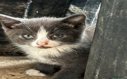 Mixed Breed cats for sale: Beautiful kittens various colours  - Image 4
