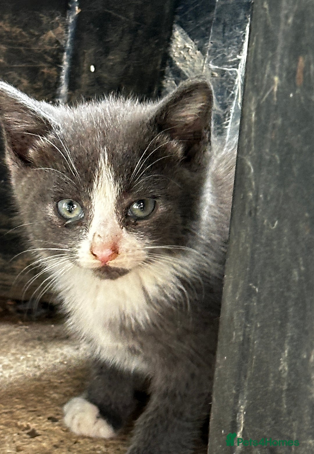 Mixed Breed cats for sale: Beautiful kittens various colours  - Image 4