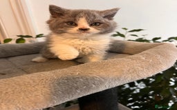 Selkirk Rex cats for sale: Selkirk rex kittens 😻 - Image 30