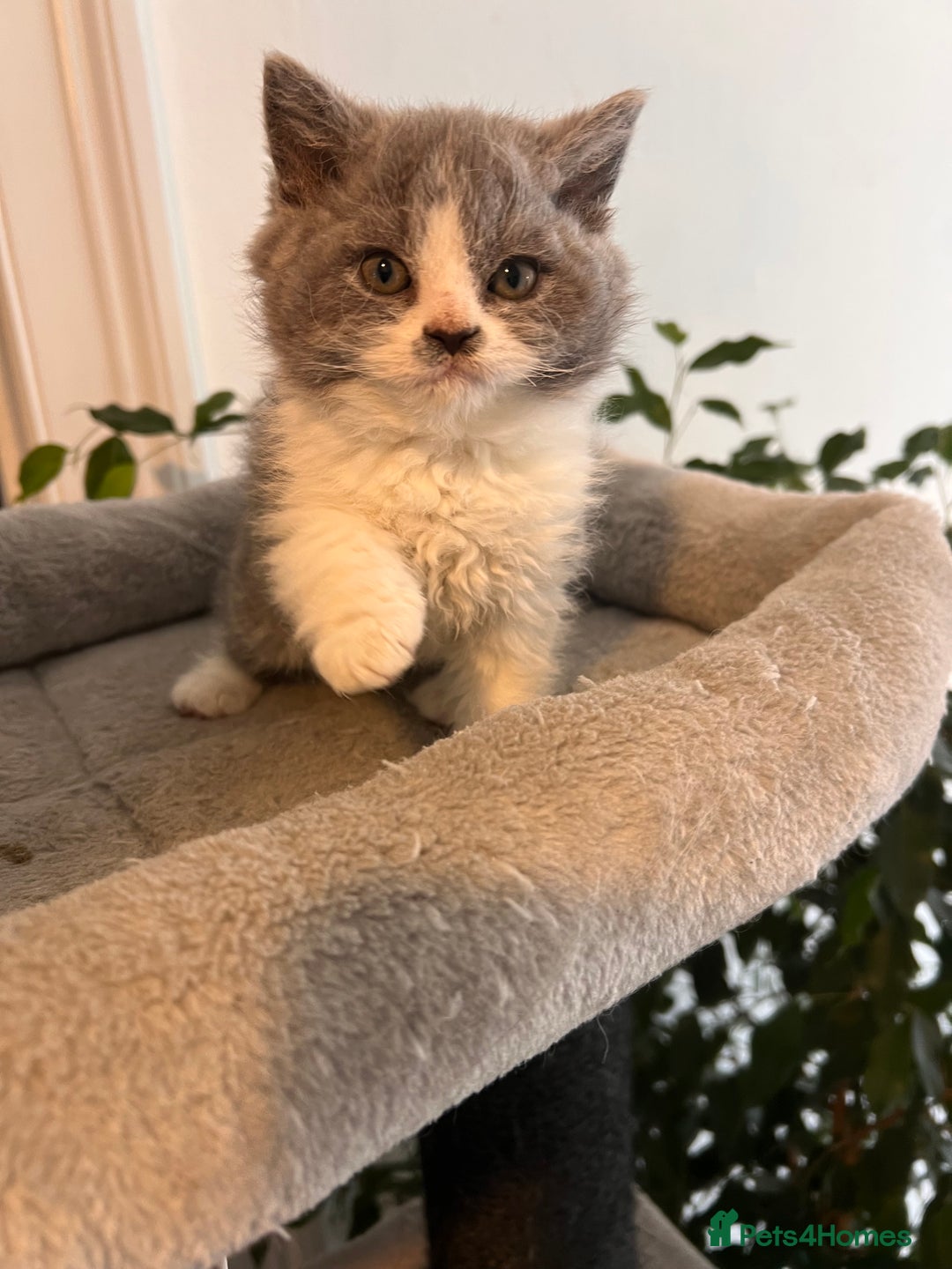Selkirk Rex cats for sale: Selkirk rex kittens 😻 - Image 30