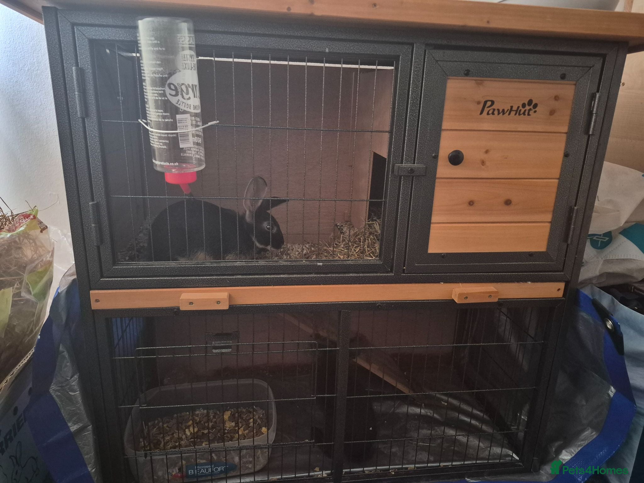 Mixed Breed rabbits 2 female rabbits for sale - Advert 5