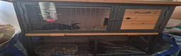 Mixed Breed rabbits for sale: 2 female rabbits for sale in Newcastle - Advert 1