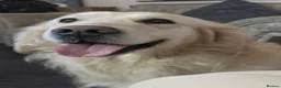 Golden Retriever dogs for sale: Quality golden retrievers  - Advert 6