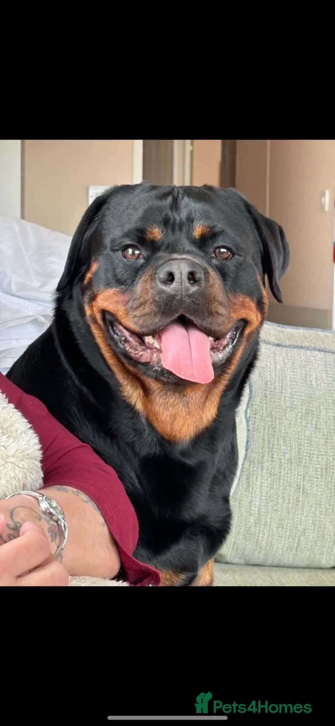 Rottweiler dogs for sale: My two beautiful Rottweilers - Advert 2