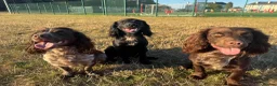 Cocker Spaniel dogs for stud: Working cocker for Stud *proven* - Advert 7