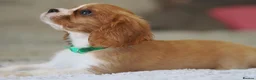 Cavalier King Charles Spaniel dogs for sale: KC Health Tested Cavalier King Charles Spaniel Pup - Advert 7