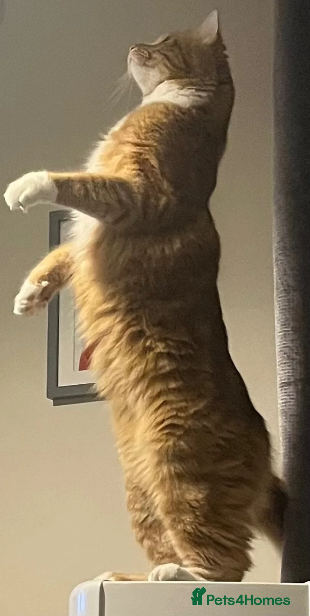 Mixed Breed cats for sale: Male ginger needs rehoming.  in Camberley - Advert 3