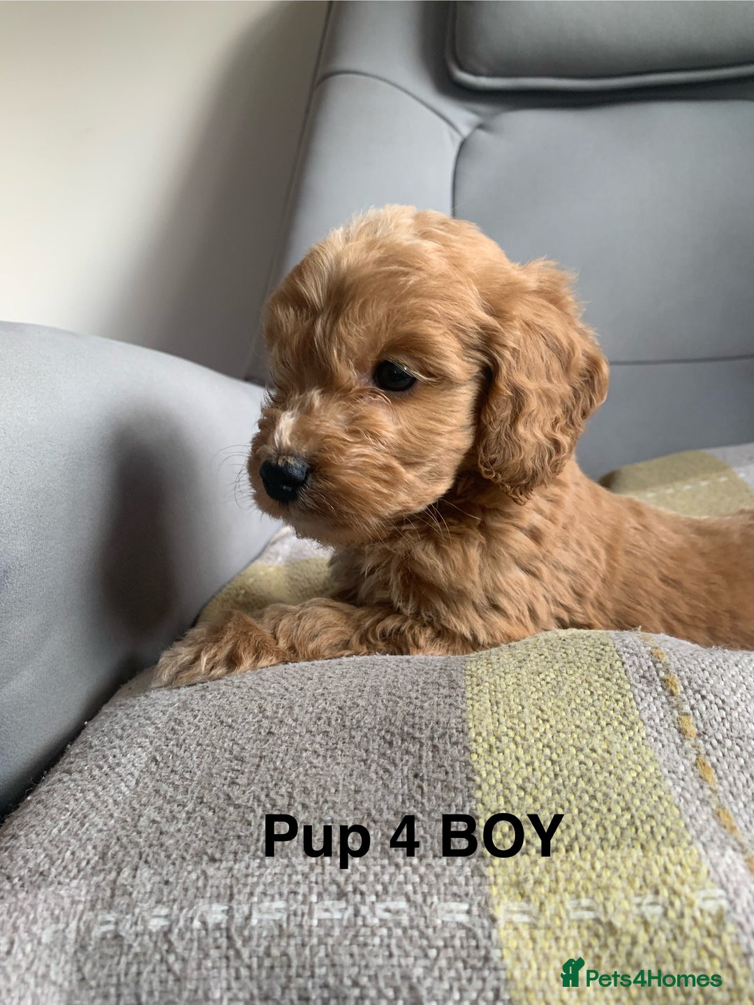 Cockapoo dogs for sale: Beautiful Cockapoo Puppies  - Image 9