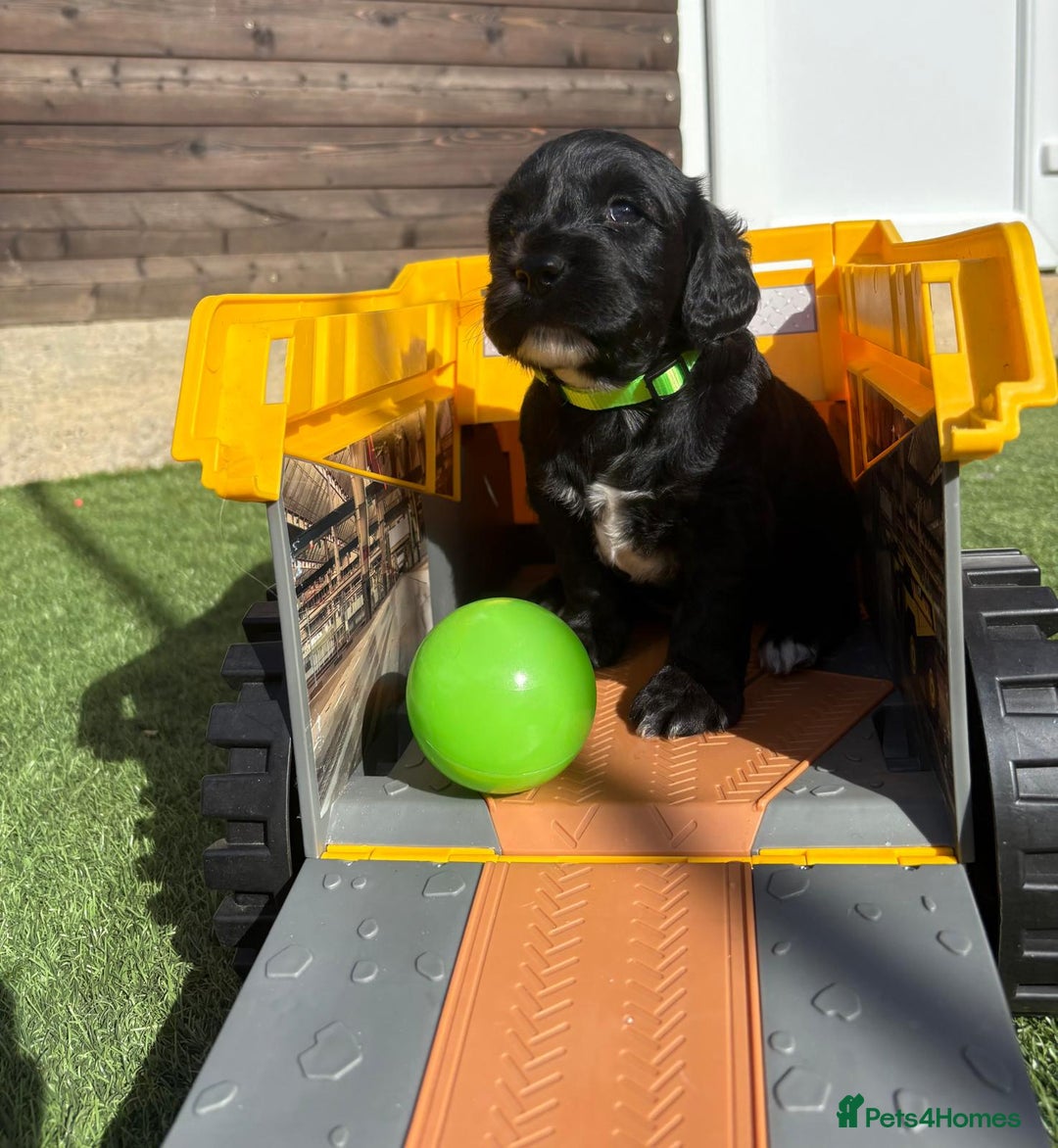Cocker Spaniel dogs for sale: 3 Beautiful cocker spaniel puppies 2 boys 1 girl - Image 21